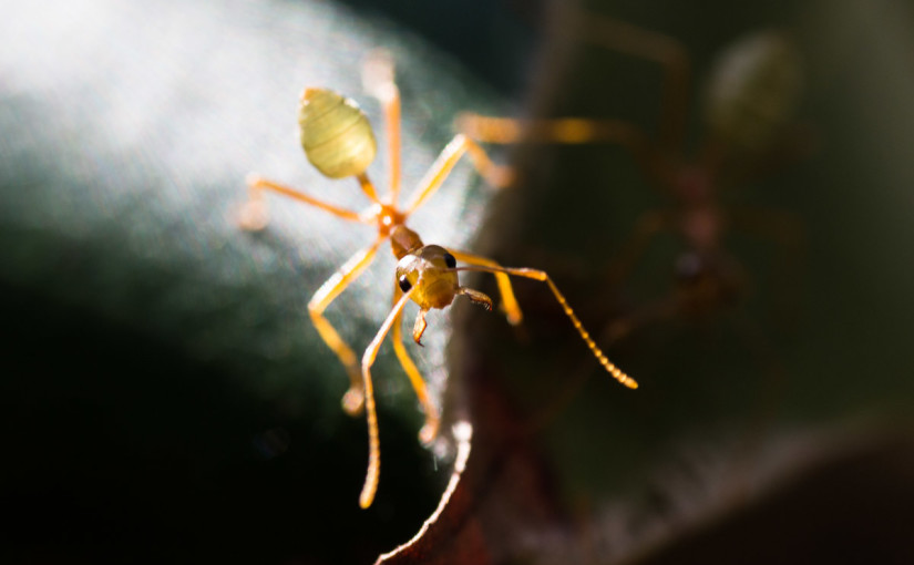 Wanker, Ameisen und andere einheimische Lebewesen