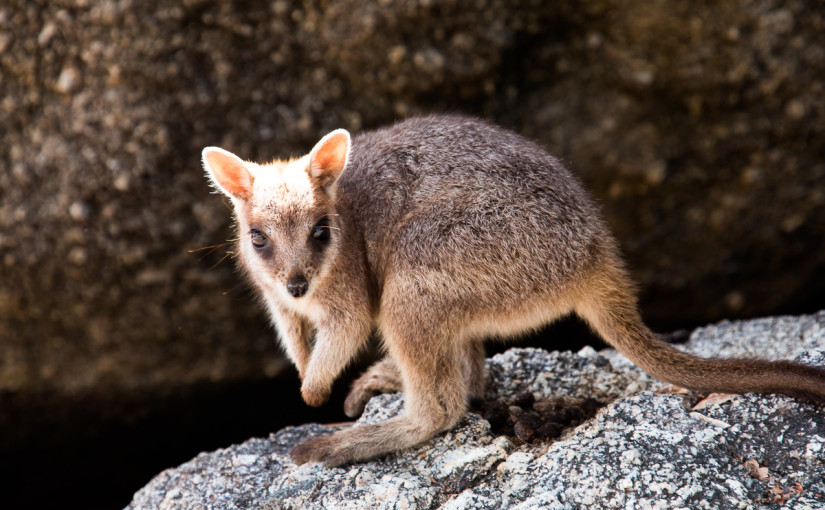 01.10. bis 02.10.2015 – Wallaby-Time im Granite Gorge Nationalpark
